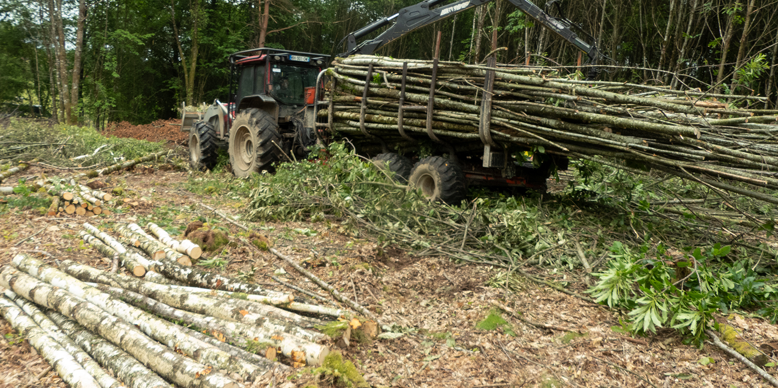Tracteur forestier en action